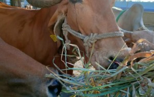 Gaushala at Hare Krishna Mandir: A Haven of Compassion